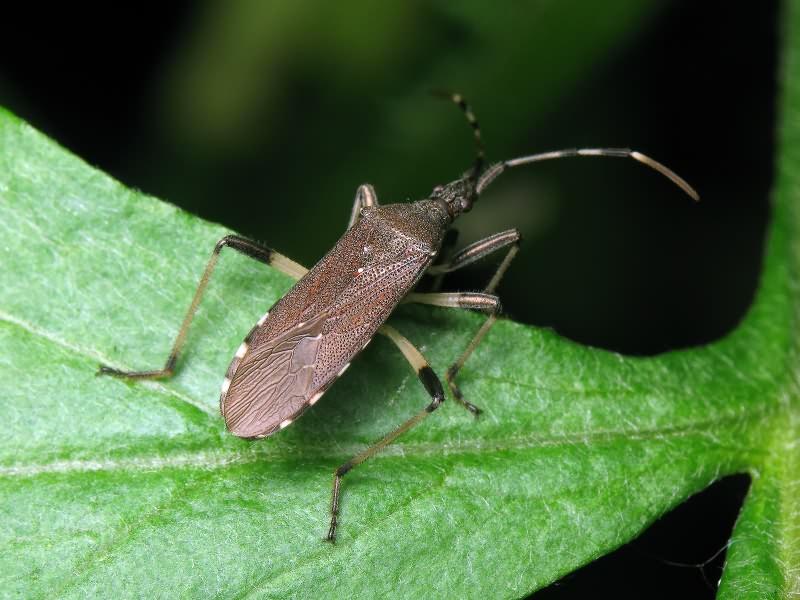 Dicranocephalus albipes (Fabricius, 1781)